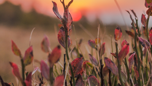 depresja, psycholog gliwice, psychoterapia gliwice